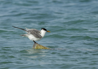 Lesser Crested tern perched on a wooden log