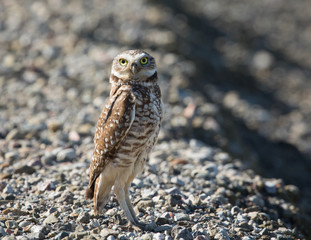 Burrowing owl, seen in the wild in North California