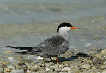 White-cheeked tern
