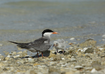 White-cheeked tern tern at Busaiteen coast,  Bahrain 