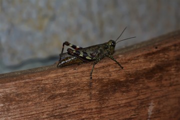 Cricket