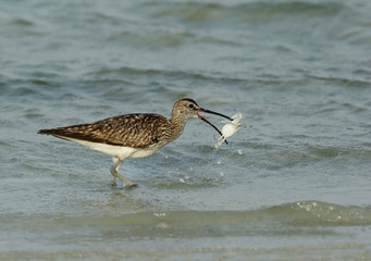 Curlew with a crab