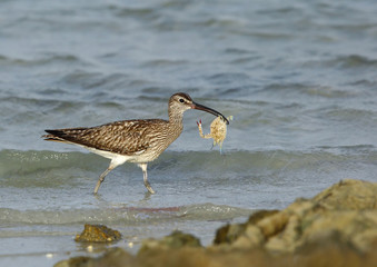 Curlews are long slender down curved bills bird