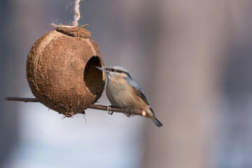 Eurasian nuthatch (Sitta europaea) taking nuts from bird feeder