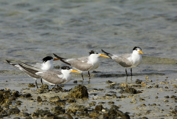  Lesser Crested terns