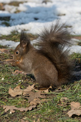 Naklejka na ściany i meble Squirrel eating nut in a park during winter. Selective focus
