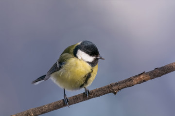 The great tit (Parus major) is a passerine bird in the tit family Paridae