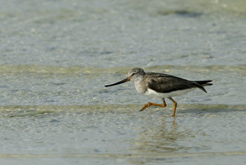 The Terek sandpiper