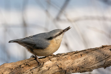 Eurasian Nuthatch Sitta europaea in the autumn, sitting on a tree trunk.