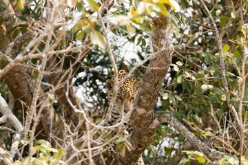 Jaguar from Pantanal, Brazil