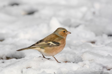 Common Chaffinch (Fringilla coelebs) on the lawn in an  garden.