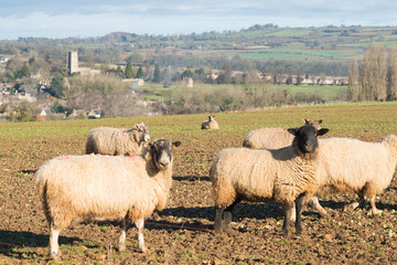 sheep in field with typical English Cotswold town in background