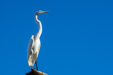 USA, Florida, White heron with stretched neck sitting on a tree in the sun