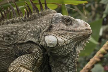 Obraz premium Iguana 003