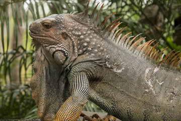 Obraz premium Iguana 002