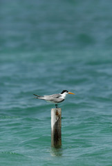 Lesser Crested tern on wooden log