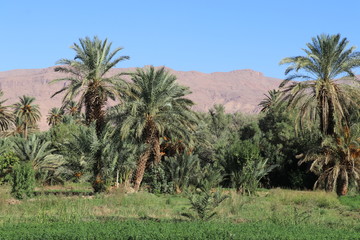 Fototapeta na wymiar Palmen in der Wüste