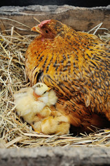 Chicken with small chickens in a hay in the village