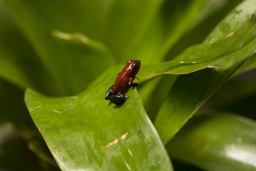 Poisonous Dart Frog