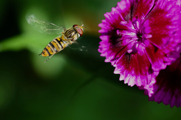 Marmalade Hoverfly approaching a sweet william in the late summer sunshine