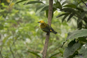 Silver Throated Tannager 001