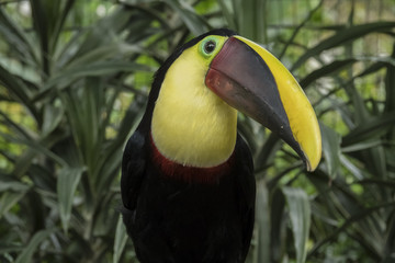 Toucan 003
