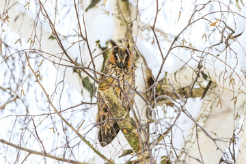 owl on the background of birch