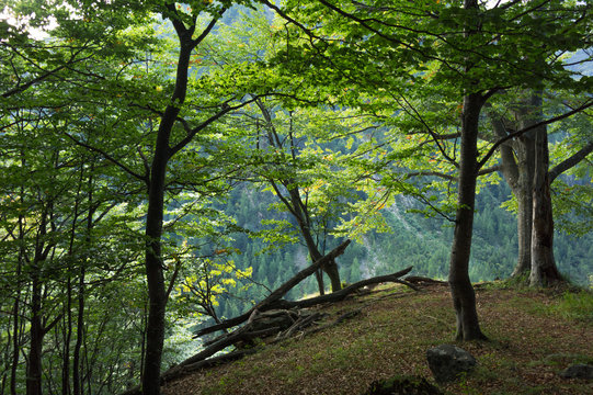 forest