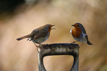 Robins having a family dispute over whose perch it is in garden