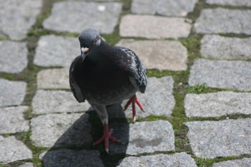 Obraz premium Dove in a German city