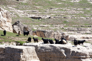 Botan Valley, Siirt,Southeastern Anatolia.Turkey