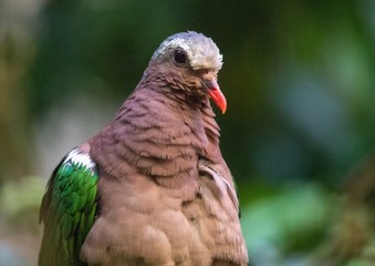Close up of a common emerald dove