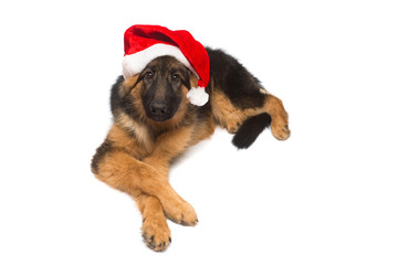 German Shepherd dog Santa Claus in a Christmas cap isolated on a white background. New Year, Friend
