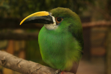 Fototapeta premium Bird