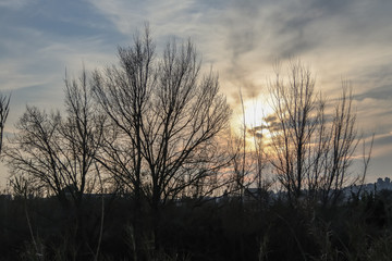 Fototapeta na wymiar Sunset between the trees