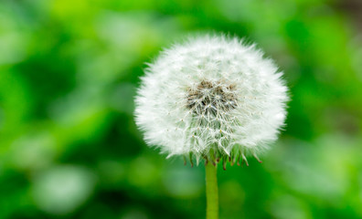 Dandelion