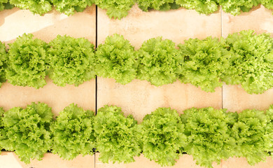Aquaponics Lettuce  