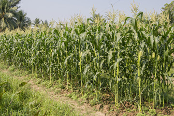 Young corn in the field