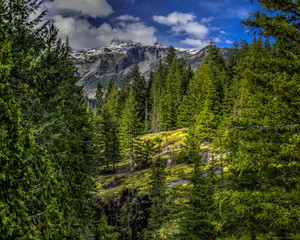 ALPINE FENCE BELOW MOUNT RAINIER WASHINGTON STATE