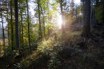 Obraz premium Bieszczady