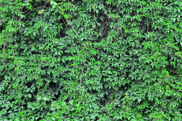 Background texture of a concrete wall, tightly covered with a vine of green ivy