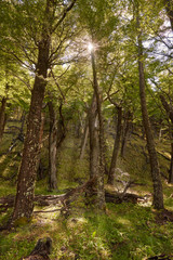 Fototapeta premium Forest