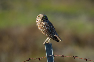 Burrowing owl, seen in the wild in North California