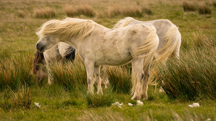 Obraz na płótnie Canvas Wild horses on a grey and windy day near Foel Eryr, Clynderwen in Pembrokeshire, Dyfed, Wales, UK
