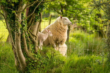 Lamb and sheep divided by a fence, seen near Clynderwen, Pembrokeshire, Dyfed, Wales, UK
