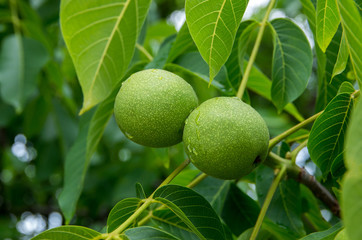 Green walnut on a tree close up