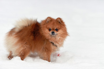 Pomeranian spitz in winter day