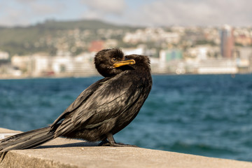 Little Shag Stretching Neck Back 
