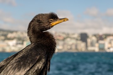 Little Shag With Wellington City Backdrop 