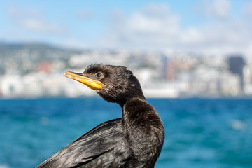 Little Shag With City Background 
